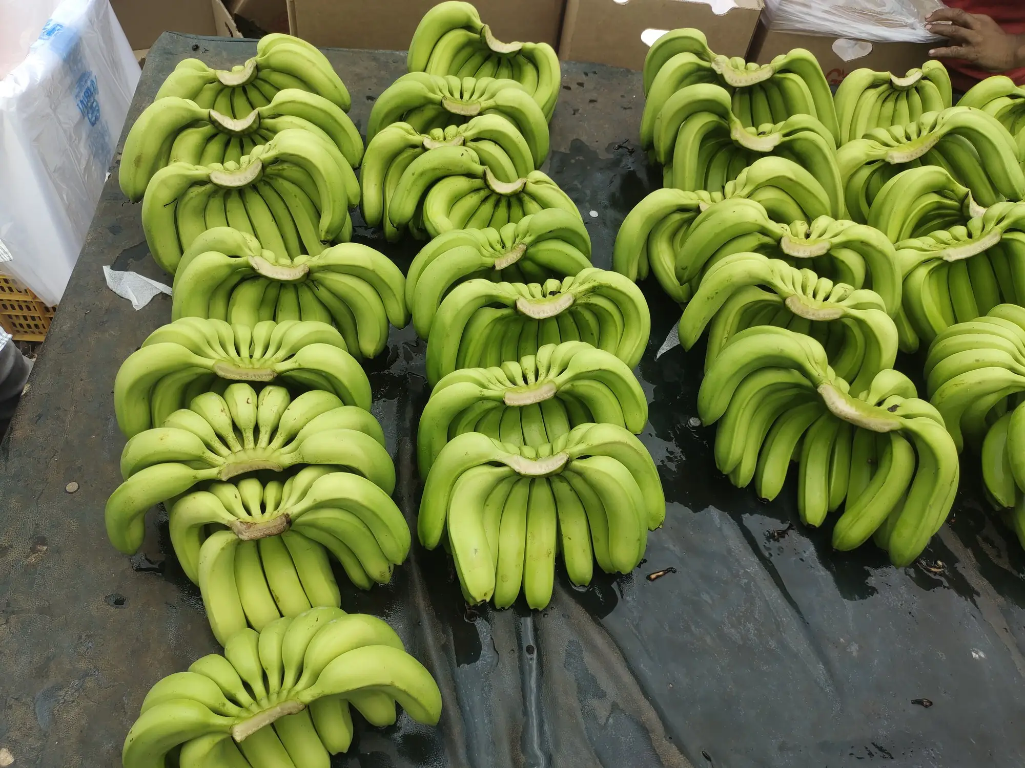 Rows of bunches after grading