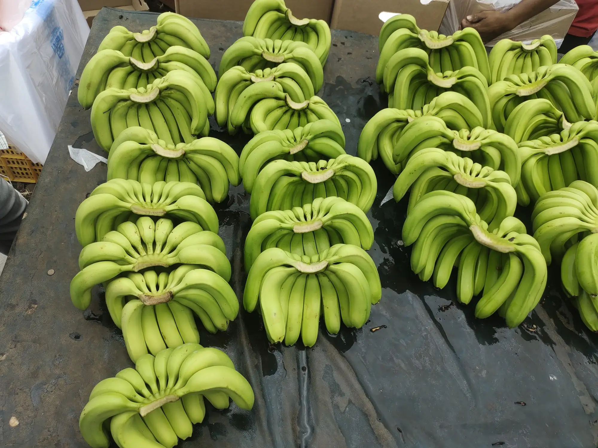 The last of the graded bunches, ready to move on