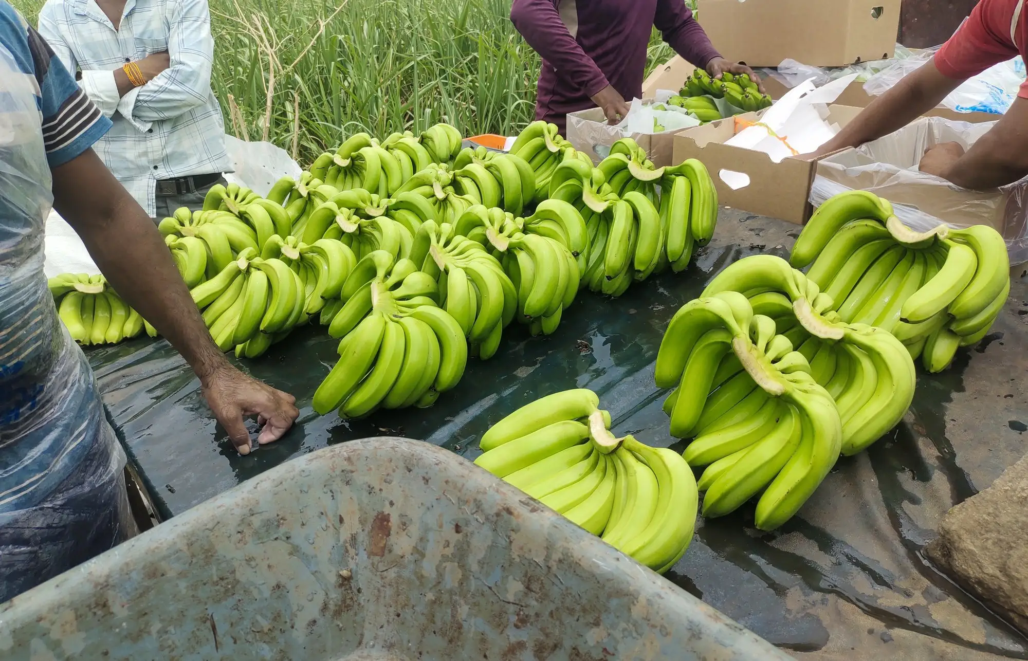 Freshly cut bunches gathered in a tray