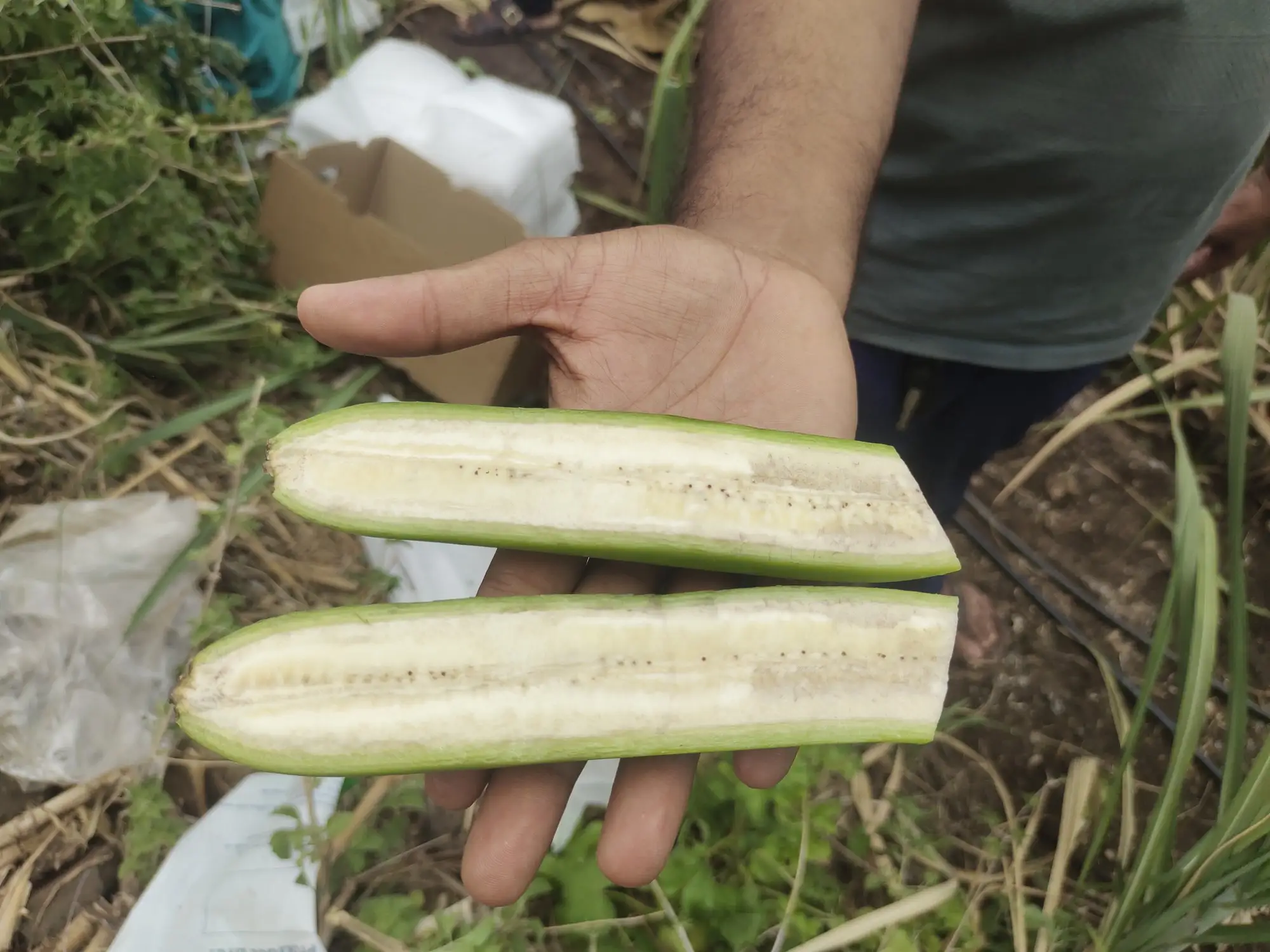 A banana cut open lengthwise to check the fruit inside