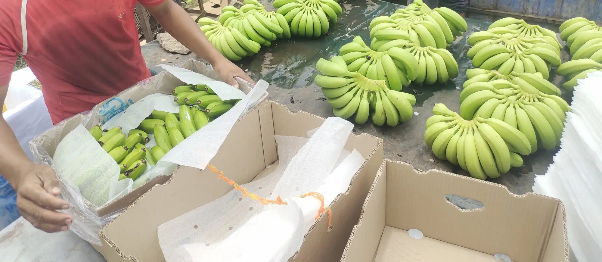Cartons packed by hand at the farm